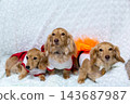 Kaninchen Dachshund parent and child 143687987