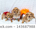 Kaninchen Dachshund parent and child 143687988