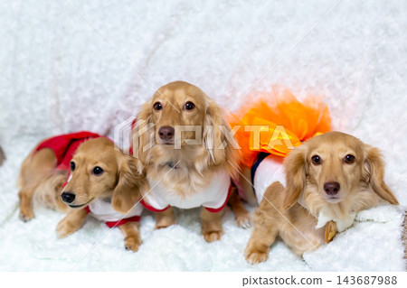Kaninchen 臘腸犬父母與孩子 Kaninchen 臘腸犬父母與孩子 143687988