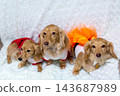 Kaninchen Dachshund parent and child 143687989