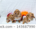 Kaninchen Dachshund parent and child 143687990
