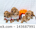 Kaninchen Dachshund parent and child 143687991
