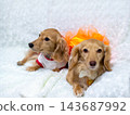 Kaninchen Dachshund parent and child 143687992