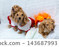 Kaninchen Dachshund parent and child 143687993