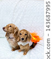Kaninchen Dachshund parent and child 143687995