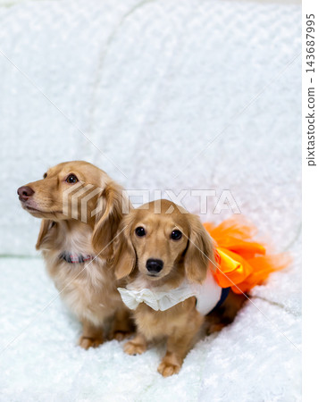 Kaninchen 臘腸犬父母與孩子 Kaninchen 臘腸犬父母與孩子 143687995