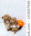 Kaninchen Dachshund parent and child 143687996
