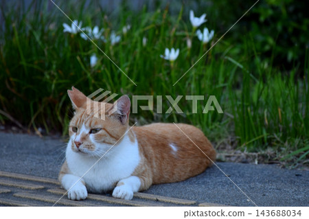 A cat staring at you A cat staring at you 143688034