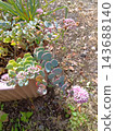 Small pink flowers 143688140