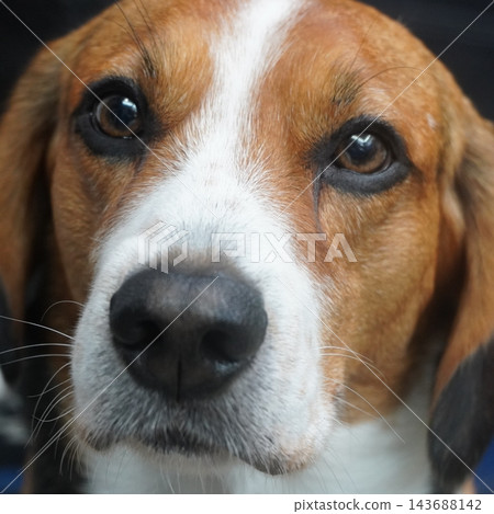 看起來小獵犬的野獸 看起來小獵犬的野獸 143688142