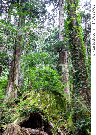 屋久島的夏天:威爾遜樹樁,神靈居住的地方 屋久島的夏天:威爾遜樹樁,神靈居住的地方 143688462