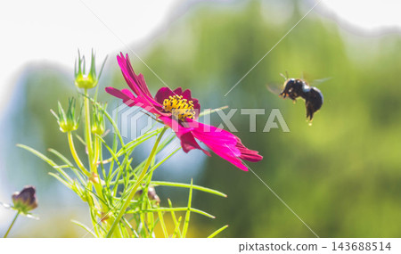 秋花:波斯菊與蜜蜂 秋花:波斯菊與蜜蜂 143688514