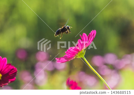 秋花：波斯菊與蜜蜂 143688515