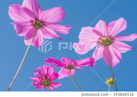 秋天開花波斯菊 143688516