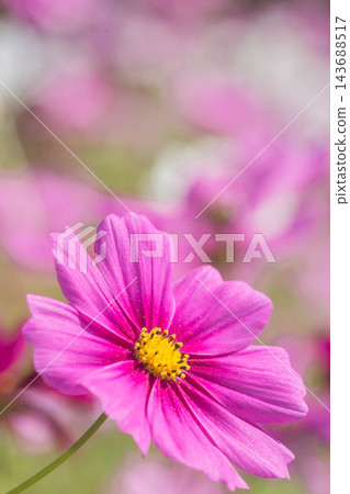 秋天開花波斯菊 秋天開花波斯菊 143688517