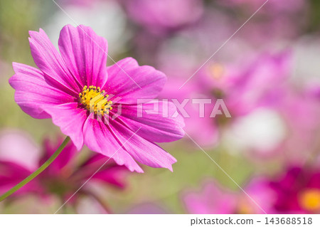 秋天開花波斯菊 秋天開花波斯菊 143688518
