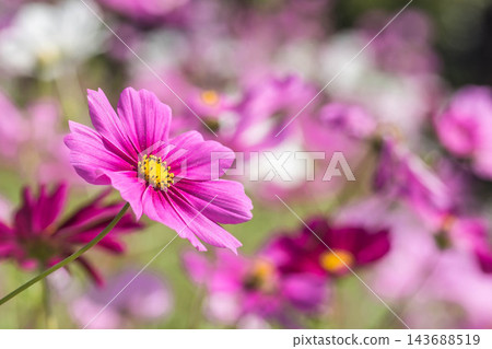 秋天開花波斯菊 秋天開花波斯菊 143688519