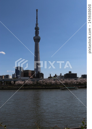 櫻花和東京天空樹 143688608