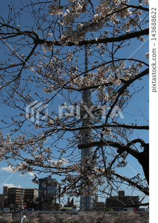 櫻花和東京天空樹 143688622