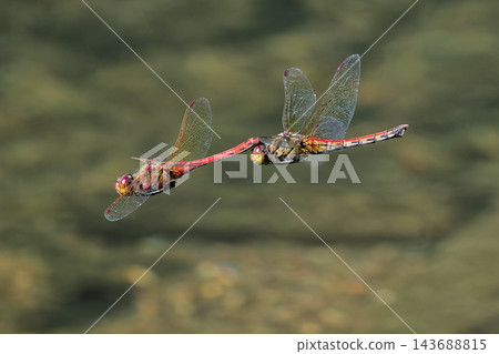 雄性和雌性 Sympetrum 蜻蜓經常串聯飛行。 雄性和雌性 Sympetrum 蜻蜓經常串聯飛行。 143688815