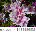 Light pink azaleas in full bloom 143689358