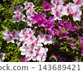 Light pink and dark pink azaleas 143689421