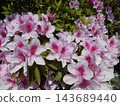 Pale pink azalea 143689440
