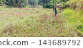 Overgrown grass field with tropical forest background 143689792