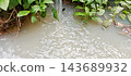 Water flowing into muddy puddle with green plants 143689932