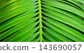A green palm leaf 143690057