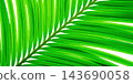 A green palm leaf 143690058