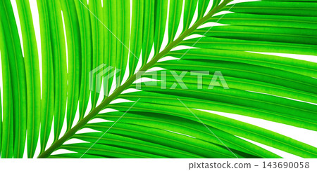 A green palm leaf 143690058
