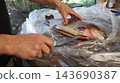 A fisherman carefully slits the belly of a large rainbow trout with a sharp knife on a cutting table covered in plastic wrap. The process of cleaning and gutting the fresh fish takes place outdoors. 143690387