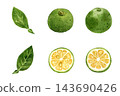 A set of hand-drawn watercolor illustrations of kabosu fruit, leaves, and sliced cross-sections. 143690426