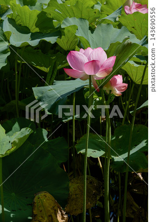 八月，不忍池中盛開著粉紅色的蓮花和綠色的葉子——這是一幅夏日自然景象。 143690556