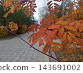 Bright orange and yellow pinnate autumn leaves on a thin twig stand out in sharp focus. Blurred background features a paved park path, green hedges,  multi-story white building under natural daylight 143691002
