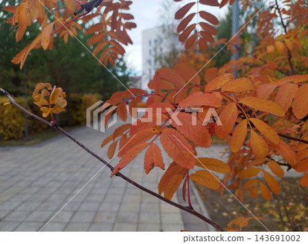 Bright orange and yellow pinnate autumn leaves on a thin twig stand out in sharp focus. Blurred background features a paved park path, green hedges, multi-story white building under natural daylight Bright orange and yellow pinnate autumn leaves on a thin twig stand out in sharp focus. Blurred background features a paved park path, green hedges, multi-story white building under natural daylight 143691002