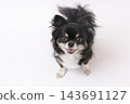 一隻黑色吉娃娃犬，眼睛向上看向鏡頭，背景是白色。 143691127