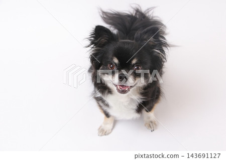 一隻黑色吉娃娃犬,眼睛向上看向鏡頭,背景是白色。 一隻黑色吉娃娃犬,眼睛向上看向鏡頭,背景是白色。 143691127