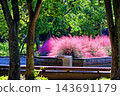 Pink Muhlenbergia flowers adorn the park in autumn. 143691179