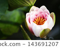 蓮花花蕾 143691207