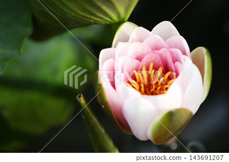 蓮花花蕾 143691207