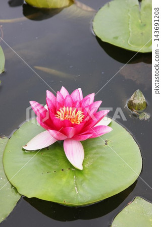 粉紅色的睡蓮漂浮在水面上 粉紅色的睡蓮漂浮在水面上 143691208