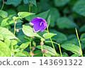 Purple bellflowers blooming amidst the summer greenery. 143691322