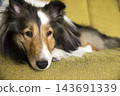 一隻設得蘭牧羊犬正懶洋洋地躺在沙發上。 143691339