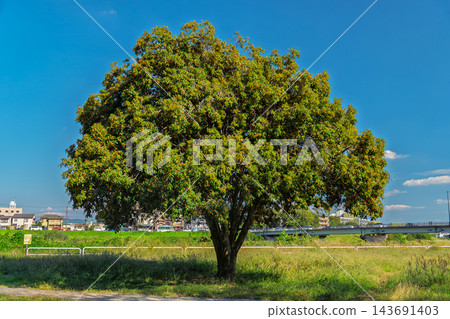 公園裡有一棵巨大的桂花樹 公園裡有一棵巨大的桂花樹 143691403