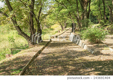 一條櫻花樹成蔭的小路沿著溪流延伸 143691404