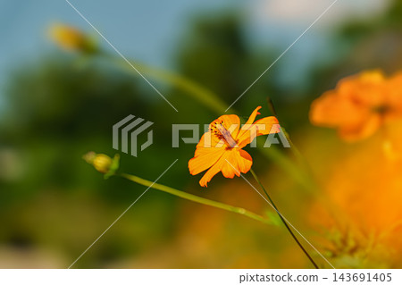 黃波斯菊 黃波斯菊 143691405