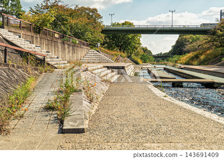 一個開滿黃色波斯菊的公園。 一個開滿黃色波斯菊的公園。 143691409