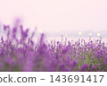 夕陽下的薰衣草 143691417